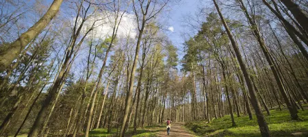 Ein schmaler Waldweg zwischen hohen Bäumen bei Mittenaar
